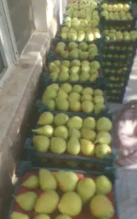 اجار میوی سر درخت