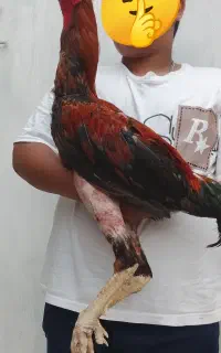 خروس لاری اصیل