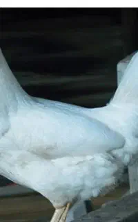مرغ قربونی