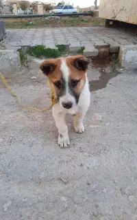 توله سگ