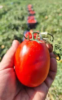 گوجه ربی مخصوص رب با ربدهی عالی