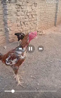 خروس