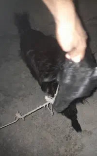 بز کهره