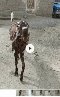 نربز پنجافی فروشی