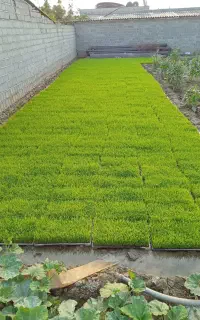 بذر نشا حلال دستگاهی