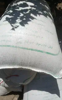گندم