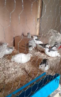 فروش فوق العاده بلدرچین مینیاتوری 150 جفت