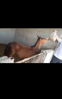 اسب