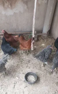 مرغ و خروس