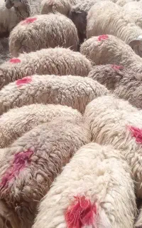 میش  بره دار داشتی