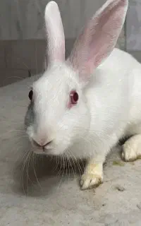خرگوش