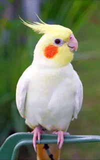 عروس هلندی گمشده
