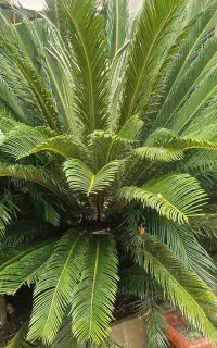 گل سیکاس