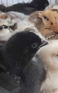 جوجه محلی گلپایگان اصلاح نژاد