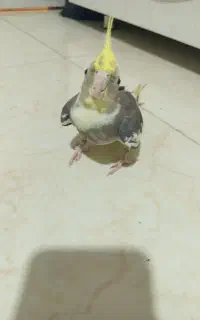 پرنده