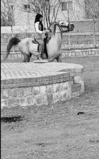 اسب مادیان