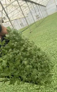 نشا گوجه فلفل بادمجان