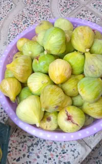 انجیر