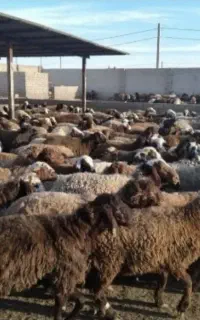 دام مغانی مستقیم از سبلان و اردبیل همه ییلاقی