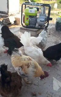 مرغ وخروس
