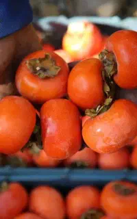 نهال خرمالو در همه رقم