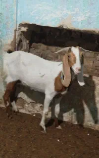 برشیری