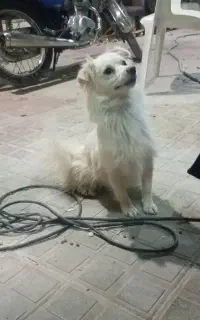 پاپی1ساله