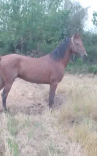 اسب