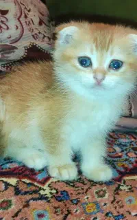 گربه اسکاتیش واگذاری