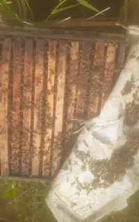فروش زنبور ده قاب