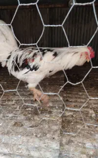 خروس گلین