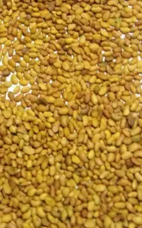 بذر یونجه نیکشهری