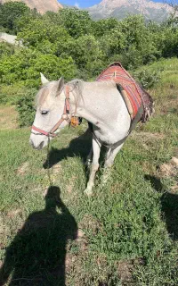 اسب مادیان