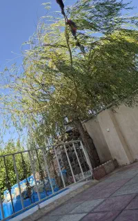 زمین کلنگی با درخت دوساله