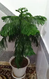 گل و گیاه