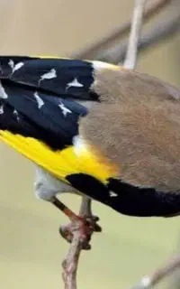 پرنده