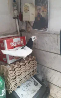 کبوتر طوقی غلت دار  مغلوف