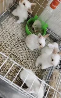 خرگوش