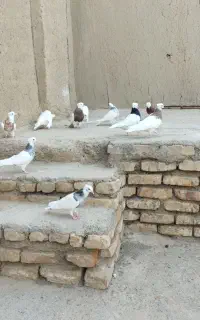 پرنده