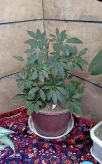 گل خانگی