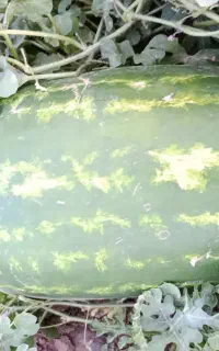هندوانه