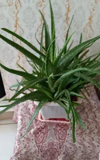گل آلورا بزرگ
