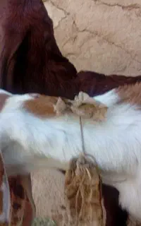 بزغاله شیری