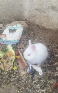 خرگوش