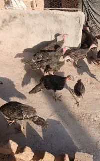 بوقلمون