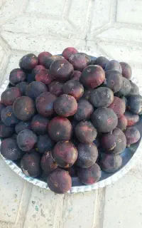 فروش انجیر سیاه