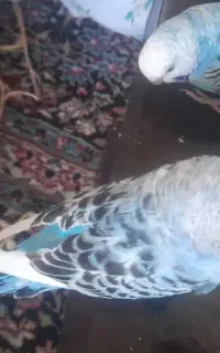 مرغ عشق و قفس