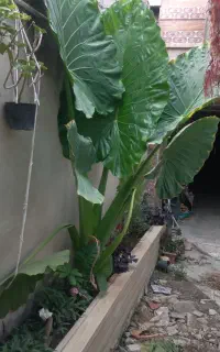 گل وگیاه