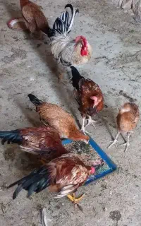 مرغ و خروس محلی چغادک