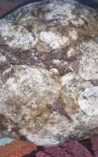 سنگ فسیلی